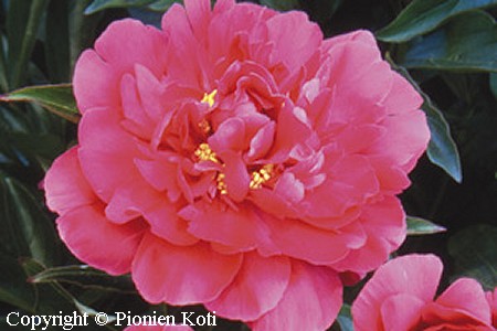 Paeonia lactiflora 'Bunker Hill', kiinanpioni